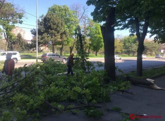 Упавшее дерево остановило четыре троллейбусных маршрута в Одессе