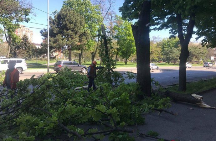 Упавшее дерево остановило четыре троллейбусных маршрута в Одессе
