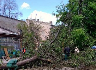 Восемь деревьев упало из-за сегодняшних порывов ветра в городе