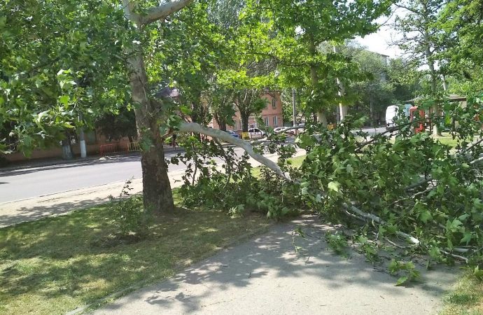 Порывы ветра повалили сегодня 9 деревьев в Одессе