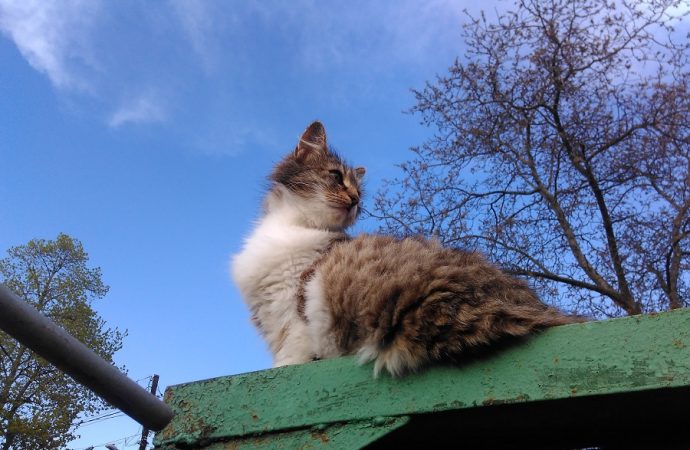 Три одесских ветклиники с 16 мая будут снова бесплатно стерилизовать уличных кошек