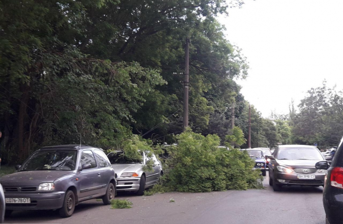 В Одессе рухнуло дерево: поврежден автомобиль, порваны провода