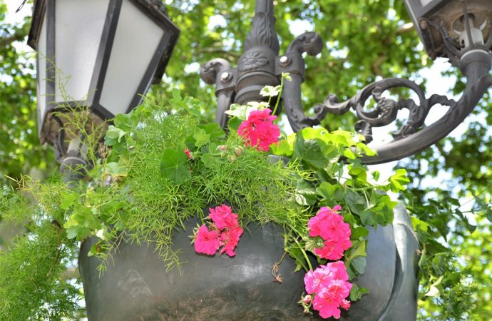подвесные чаши цветы