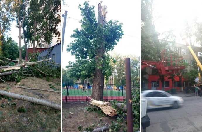 Из-за ветра в городе продолжают падать деревья: за сутки насчитали уже 23