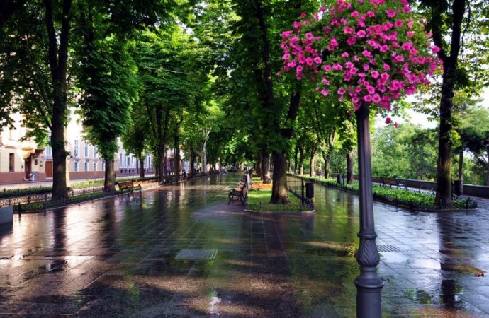 Улицы и районы Одессы озеленят на двадцать миллионов гривен