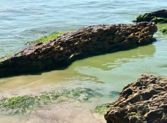 Зеленое Черное море: купаться все-таки не советуют