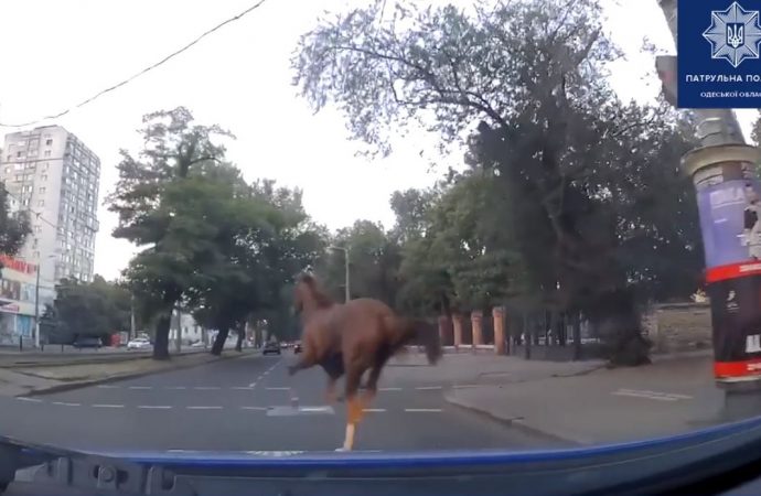 На одесском Фонтане полиция поймала сбежавшую с тренировки лошадь (видео)