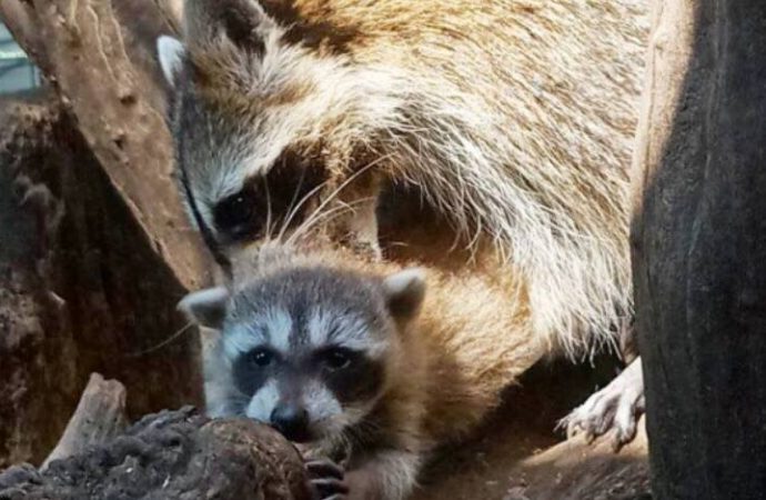 Бебі-бум продовжується: у Одеському зоопарку народилося дитинча єнота