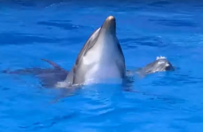 У Одеському дельфінарії народилося дитинча дельфіна