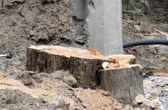«Деревянный» скандал на Софиевской: кто разрешил спиливать деревья?