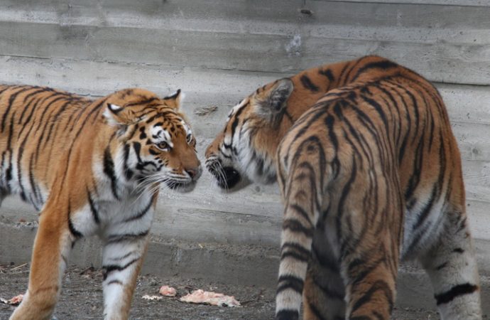 Одеський зоопарк запрошує на «День тигра»
