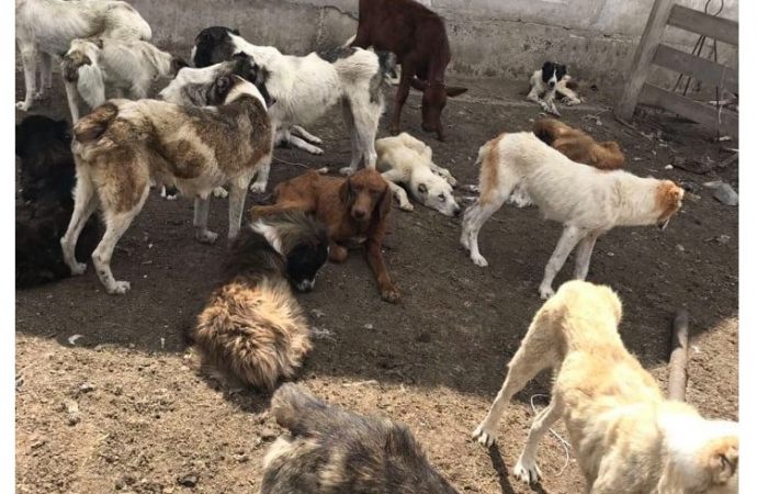 Волонтеры ищут новых хозяев для собак, которых морили голодом в Одесской области