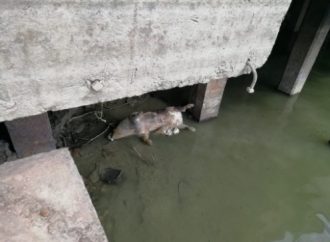 В реке под Одессой нашли зараженные чумой трупы румынских свиней