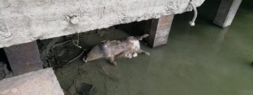 В реке под Одессой нашли зараженные чумой трупы румынских свиней