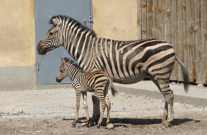 Бебі-бум: в Одеському зоопарку народилося зебреня
