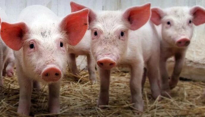 В Одеській області близько 100 свиноферм припинили свою діяльність через спалах АЧС