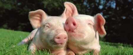 В Одеській області знизилась кількість спалахів Африканської чуми свиней