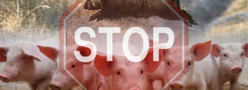 Африканская чума свиней: еще в одном районе Одесской области ввели карантин