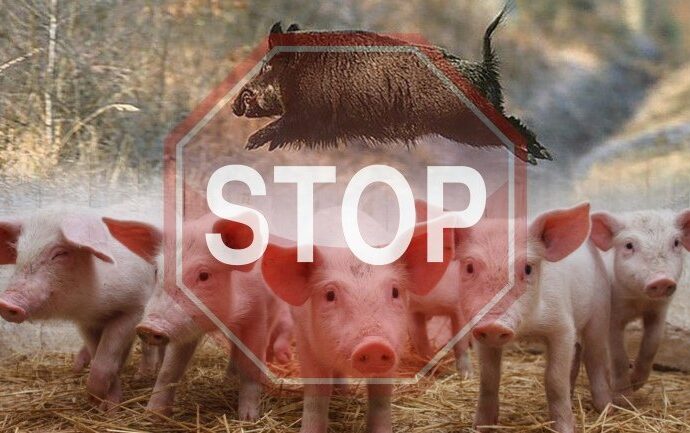 Африканская чума свиней: еще в одном районе Одесской области ввели карантин