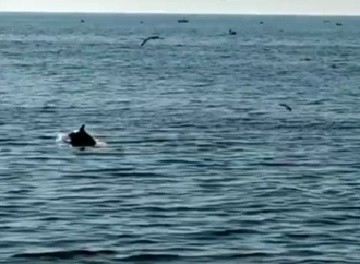 На одесском Фонтане отдыхающие засняли парочку дельфинов (видео)