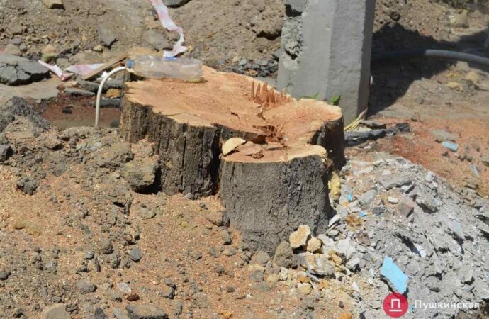 На вулиці Софіївській впродовж двох місяців будівельники спиляли майже півсотні дерев