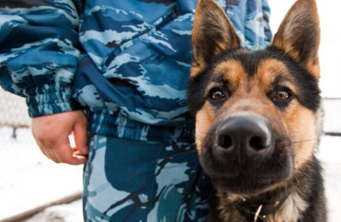 В Одесской области собака выследила вора, обокравшего пенсионерку