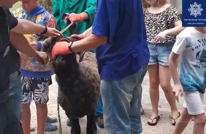 В Одессе нашлись хозяева барана, напугавшего горожан на детской площадке