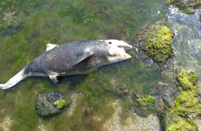 На одесском пляже нашли мертвого дельфина