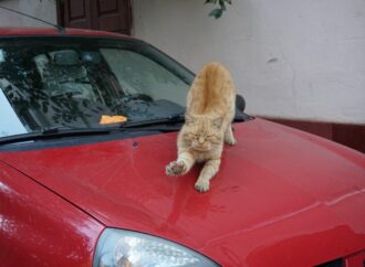 В Одесі чоловіки влаштували перестрілку через кішку на капоті автомобіля