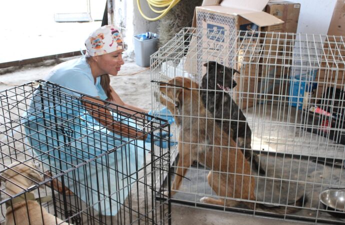 Гуманная борьба с бездомными собаками: в Одесской области стерилизуют животных