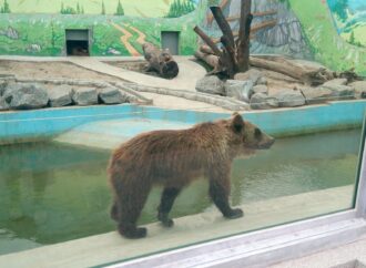 До Одеського зоопарку переїхав бурий ведмідь з Вінниці