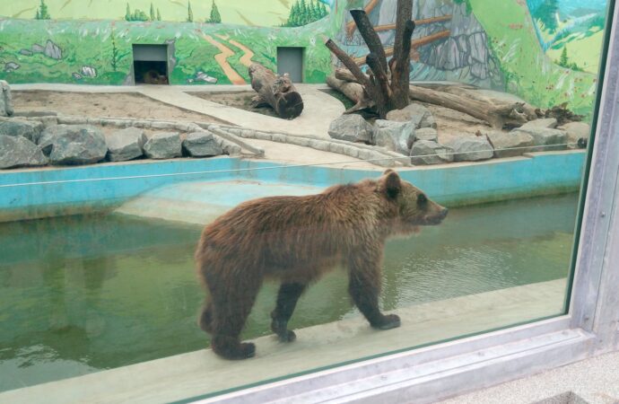 До Одеського зоопарку переїхав бурий ведмідь з Вінниці
