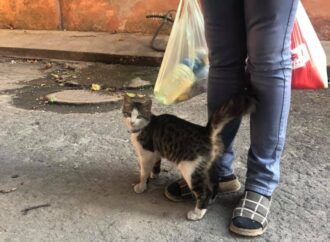 В Одессе ищут дом спасенному котенку, над которым издевалась хозяйка (видео)