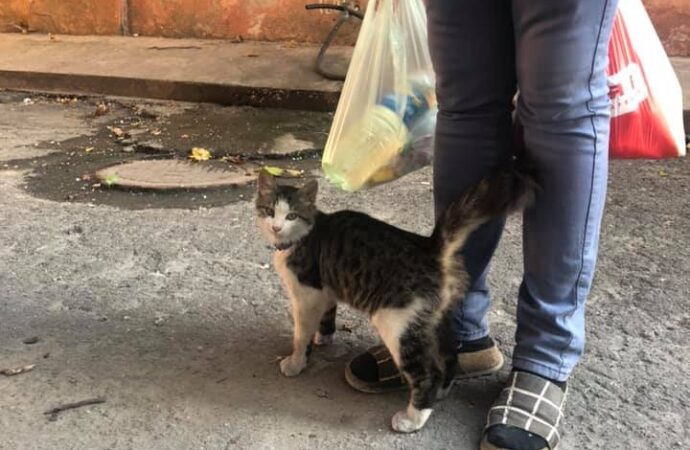 В Одессе ищут дом спасенному котенку, над которым издевалась хозяйка (видео)