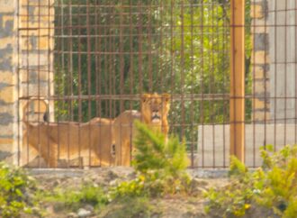 На острове под Одессой поселились африканские львы