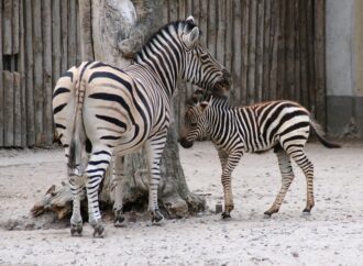 «Дай ім’я малюку»: Одеський зоопарк обирає імена для новонароджених тварин