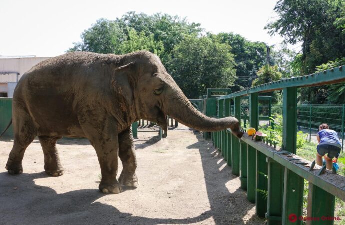 Слониха з Одеського зоопарку відсвяткує 40-річний ювілей