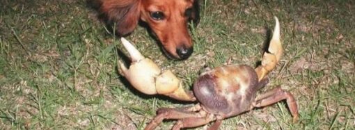 Одессит накормил собаку раками и устроил разборки с ветеринаром
