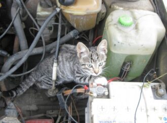 В Одесской области автомобилисты спасли котенка на трассе (видео)