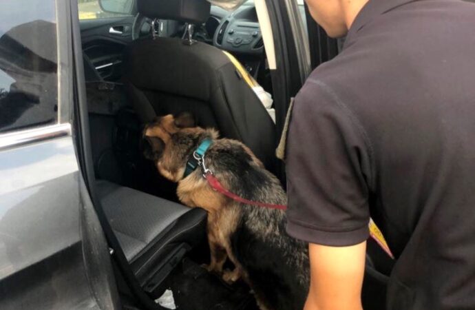 Одесский пес «учуял» контрабанду в машине, прибывшей из Америки