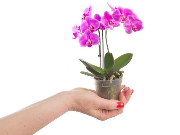 На заметку цветоводам: как правильно ухаживать за орхидеей