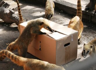 Ріккі, Пінкі та Абу: в Одеському зоопарку дали імена народженим цьогоріч звіряткам