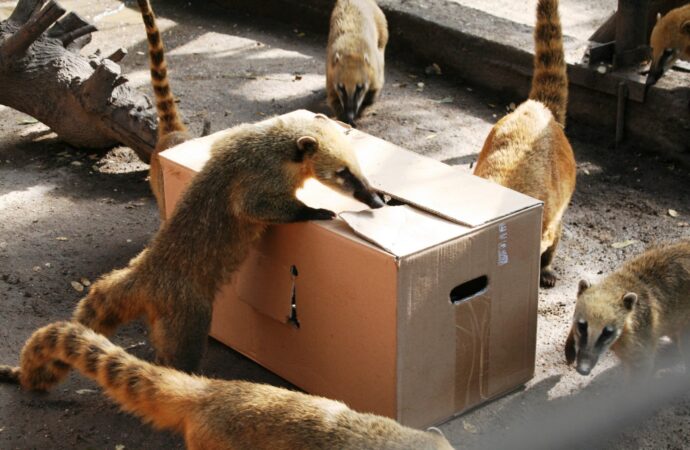 Ріккі, Пінкі та Абу: в Одеському зоопарку дали імена народженим цьогоріч звіряткам