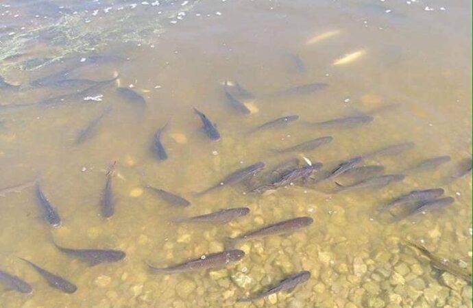 Выпустят 2,5 миллиона экземпляров: озеро под Одессой начали заселять ценной рыбой