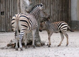 Одеський зоопарк презентуватиме імена маленьких звіряток