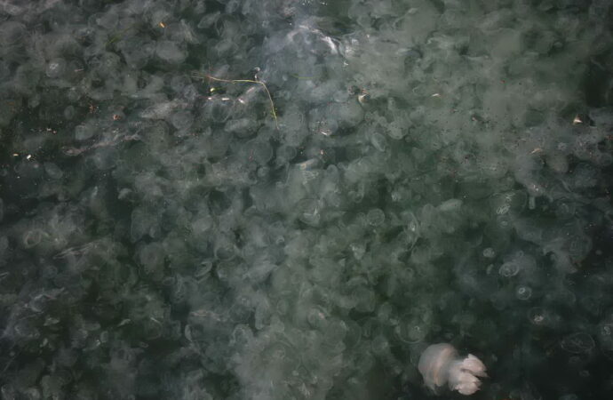 Ушастые и с ротовыми лопастями: в одесский порт приплыли тысячи медуз (фото)