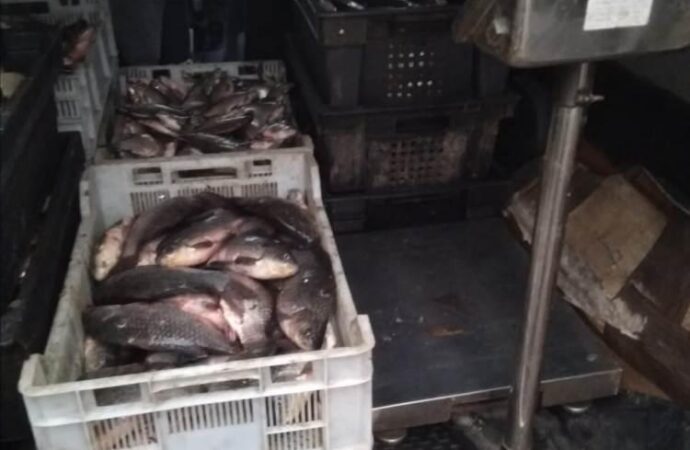 Браконьерский улов: на въезде в Рени остановили автомобиль с двумя центнерами рыбы