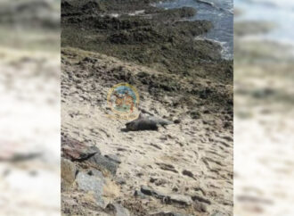 На море в Одессе заметили мертвого дельфиненка