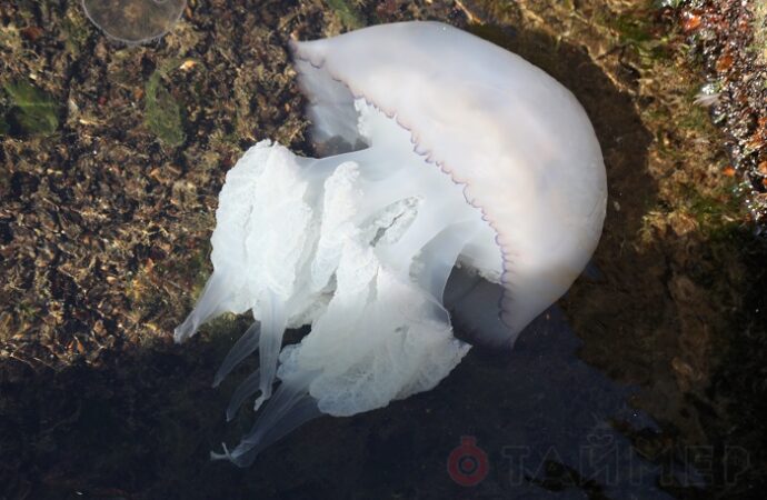В Одессе зафиксировали нашествие медуз (видео)