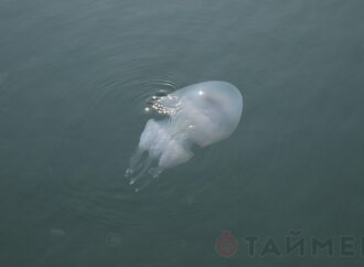 Пугающе красиво: в одесском порту наблюдается нашествие медуз